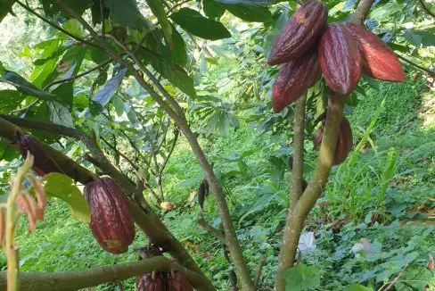 Cacao