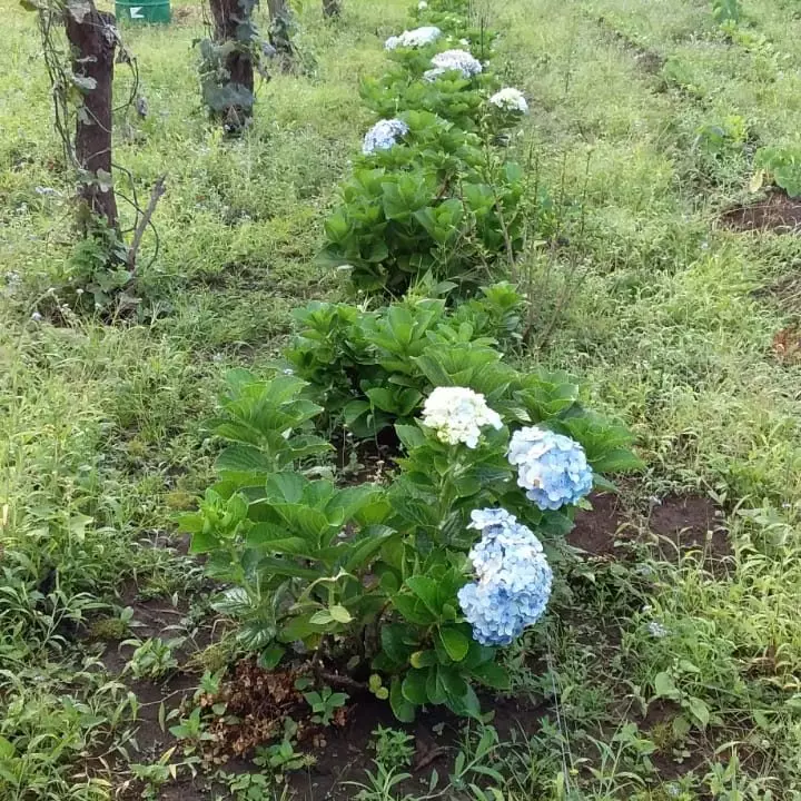 Flores