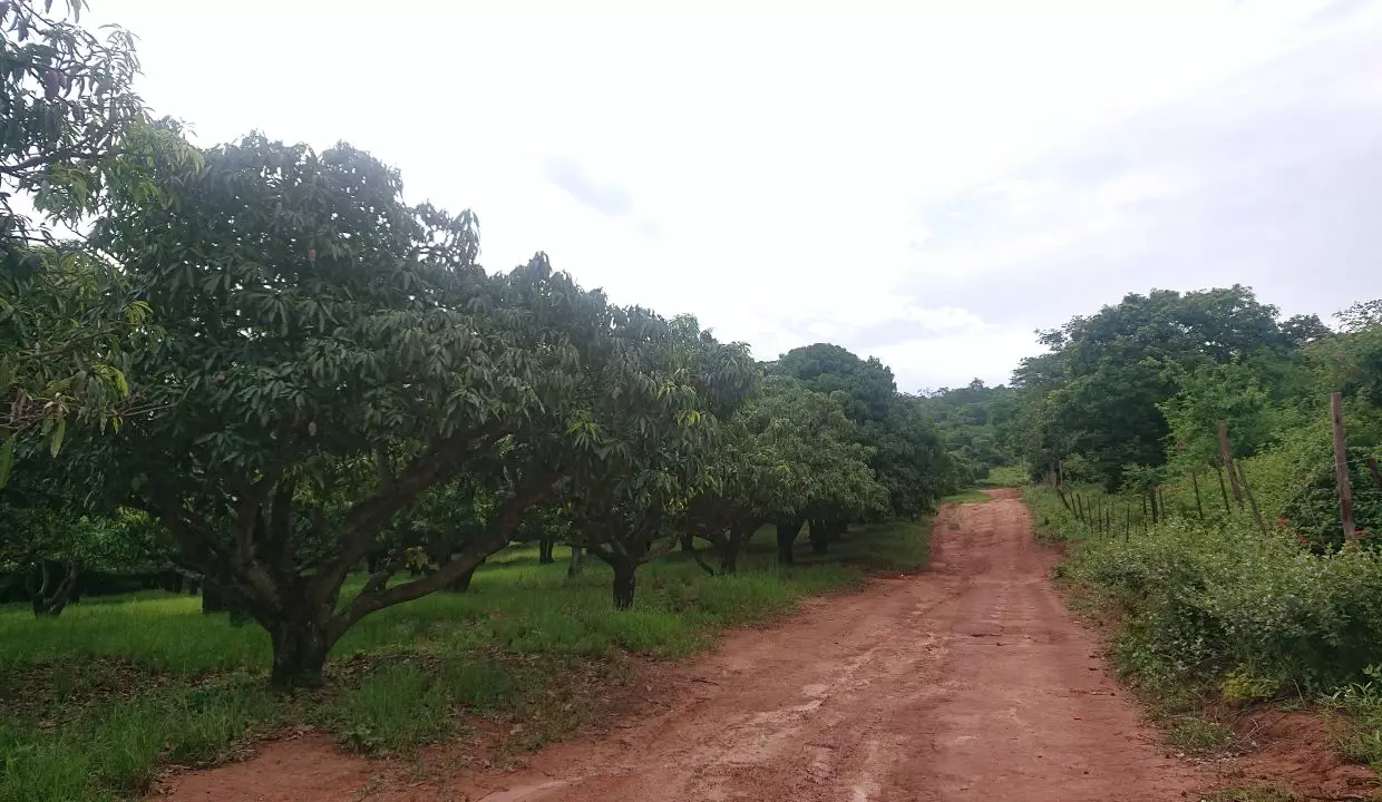 mango orchards