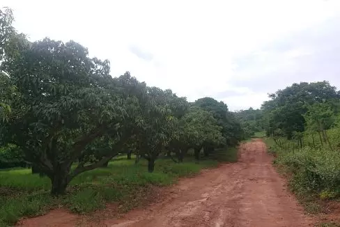 mango orchards