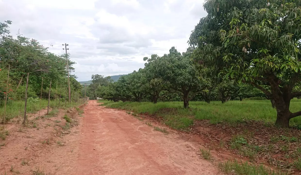 mango orchards 2