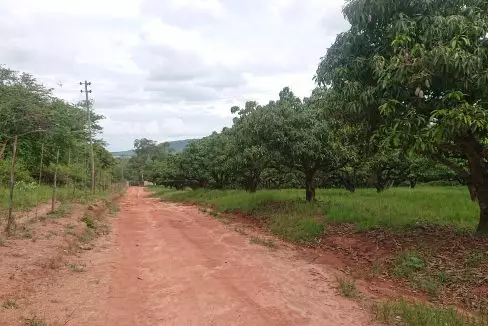 mango orchards 2