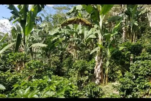 Cultivo 1