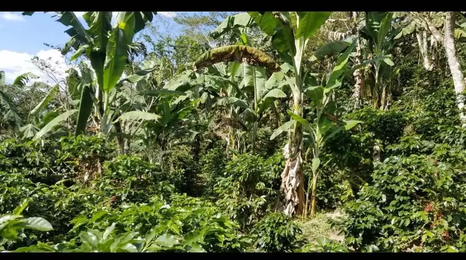 Cultivo 1